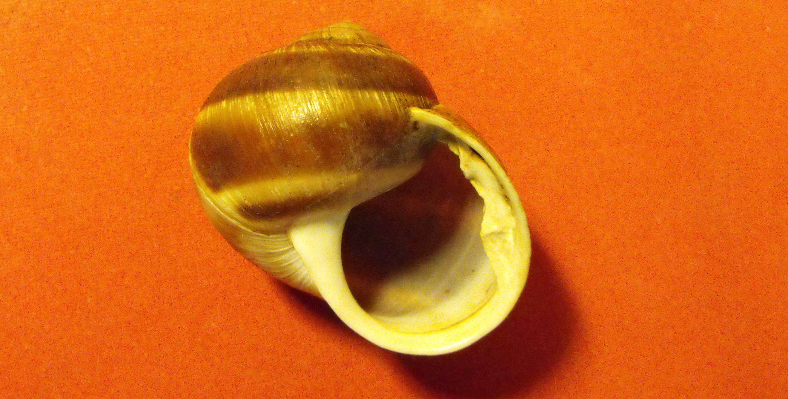 Una strana callosit in Helix pomatia